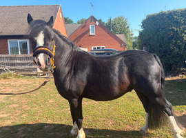 Gorgeous Registered Welsh Section A &ndash; 6yo &ndash; Lightly Backed &ndash; Perfect Little Family Project