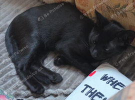 Male kitten