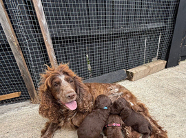 Genetic clear cockapoo puppies for sale