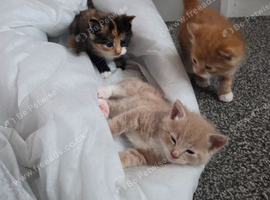 Gorgeous fluffy kittens