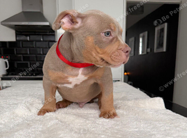 Exceptional ABKC Lilac Tri Pocket Bully Puppies
