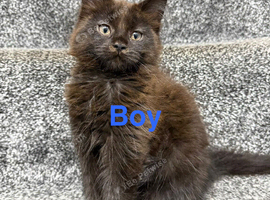 Maine Coone kittens