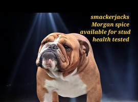 *STUNNING STANDARD KC REGISTERED STUD*