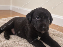 Beautiful borador puppies