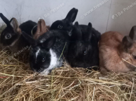 6 Netherland Dwarf bunnys