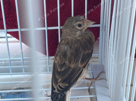 2025 Rung Linnet (don&rsquo;t know sex