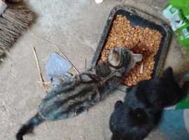 1 very friendly tabby kitten available in a couple of weeks.