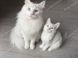 Purebred Norwegian Forest Cat