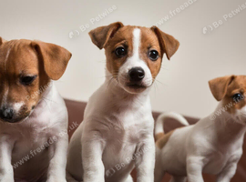 Looking for a Tan & White Jack Russell puppy. Female. Smooth coat.