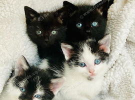 4 kittens ready for homes.