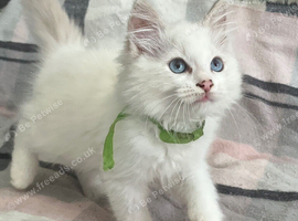 Gorgeous Tica ragdoll kittens