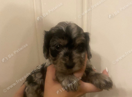 Covapoo pups for sale