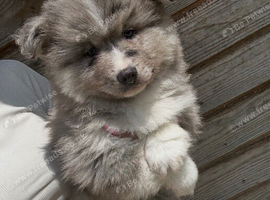Outstanding chowskies needing for ever homes