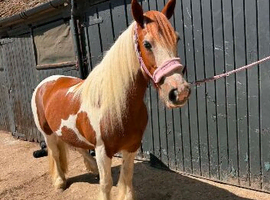 14/14.1h 12 year old steady and safe cob mare