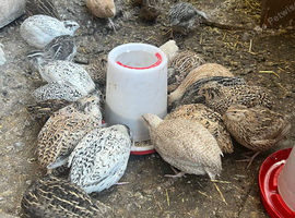 3.5 weeks old quails for sale