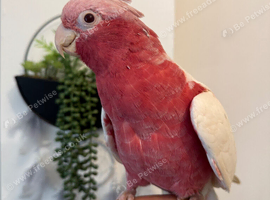 Handreard Lutino galah babies