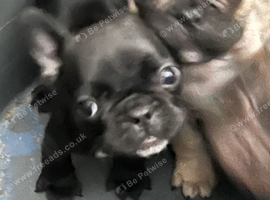 French bulldog puppy