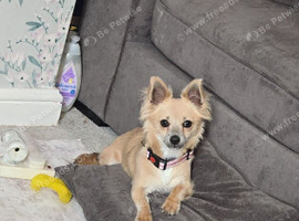 Female betty chihuahua