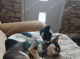 Foster carer