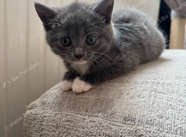 Kittens for sale