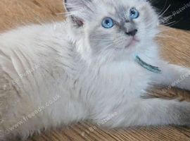 Ragdoll kittens