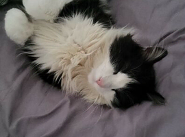 Main coon crossed BLH