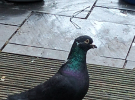 Young cock