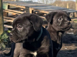 Ready to leave- AKC cane Corso puppies