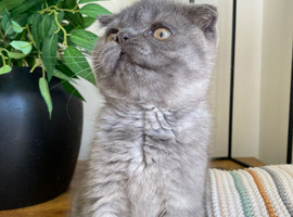 Scottish fold female