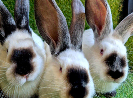 Continental giant/ Giants of Transylvania rabbits