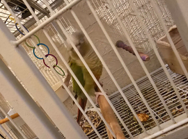 Pair of conures for sale