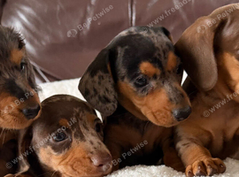 Beautiful Miniature Dapple Dachshunds
