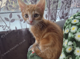 Kittens Ready To Leave