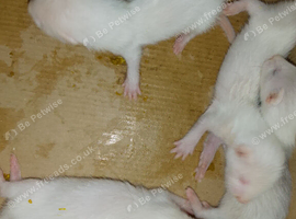 ferret kits
