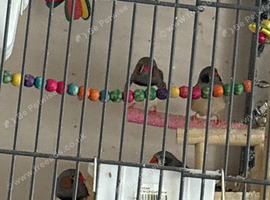 Zebra finches