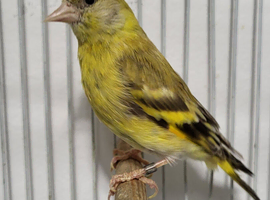 Mutation British ( Siskins ) ONLY now