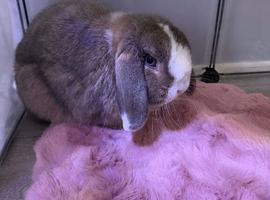 Small lop