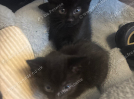 Kittens