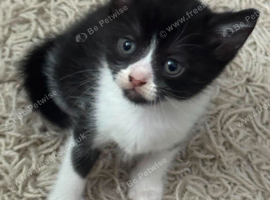 Looking for Forever Homes!