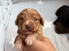 Stunning working cocker spaniel puppies