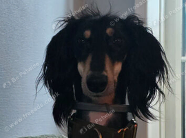 Saluki rehome