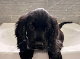 ** working Cocker spaniel Puppies **