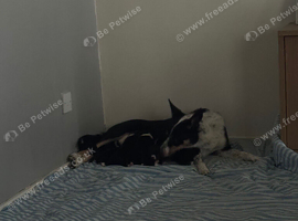 Border collie puppies for sale