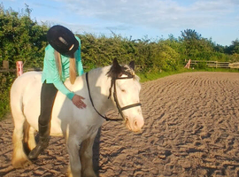 13.2hh gelding batman