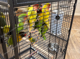 Baby lovebirds