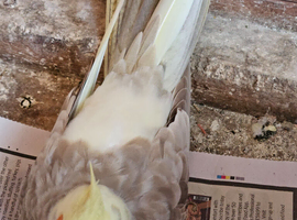 Proven pair of breeding cockatiels