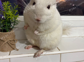 Chinchilla for rehome