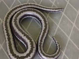 adult male mexican rosy boa