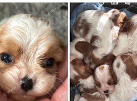Beautiful  puppies cavalier king charles