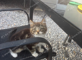 Kittens to a good home